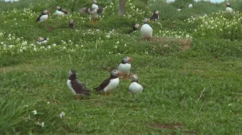 Group of puffins Stock Footage 10768304