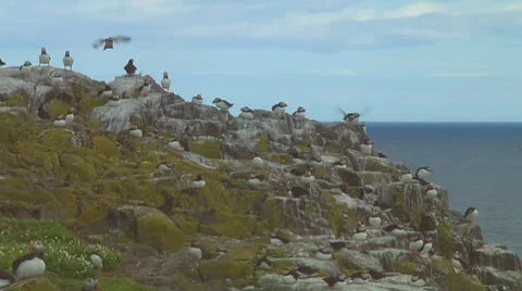 Group of puffins Stock Footage 10768360