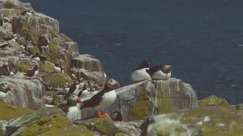 Group of puffins Stock Footage 10768477
