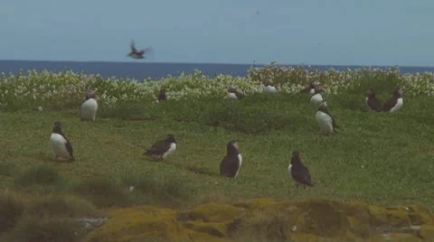 Group of puffins Stock Footage 10768794