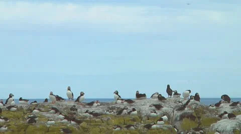 Group of puffins Stock Footage 10768824