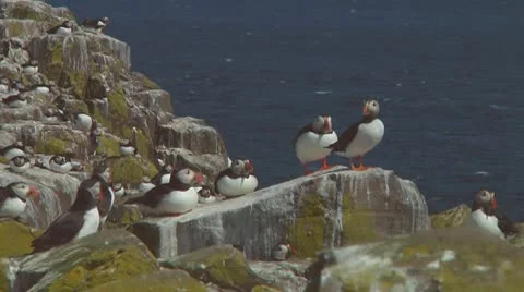 Group of puffins Stock Footage 10768967