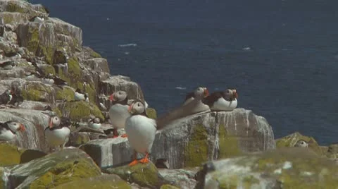 Group of puffins Stock Footage 10768977