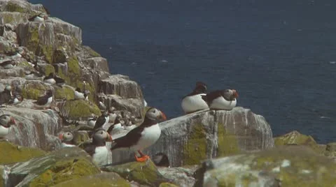 Group of puffins Stock Footage 10768990