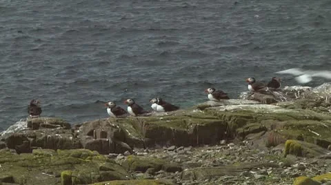 Group of puffins Stock Footage 10769009