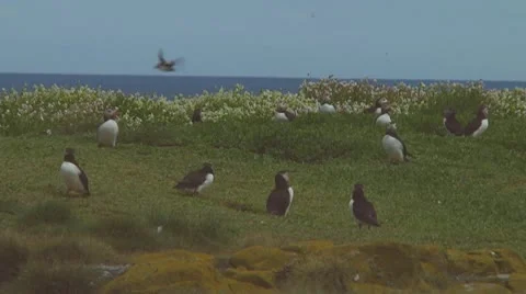 Group of puffins Stock Footage 10769103
