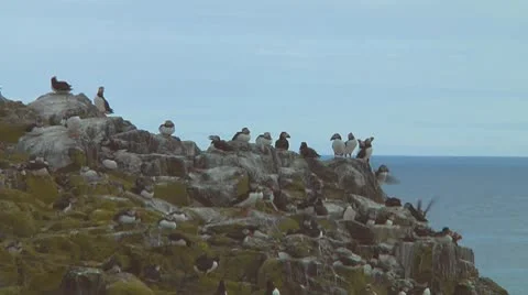 Group of puffins Stock Footage 10769114