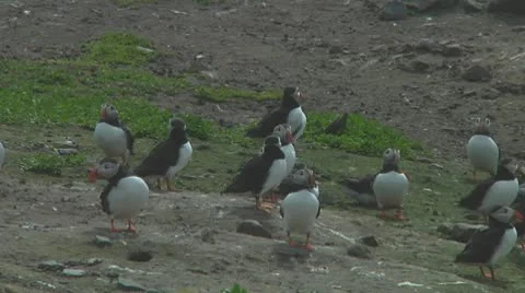 Group of puffins Stock Footage 10769132