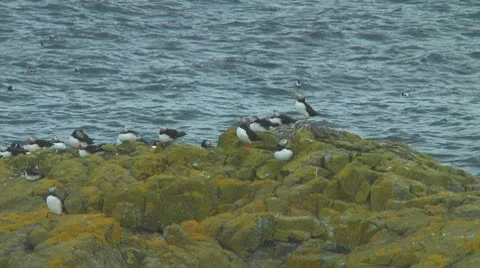 Group of puffins Stock Footage 10769141