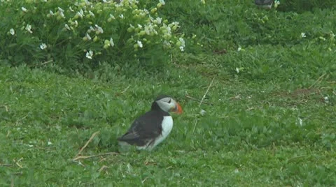 Group of puffins Stock Footage 10769195