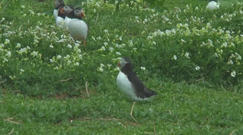 Group of puffins Stock Footage 10769211