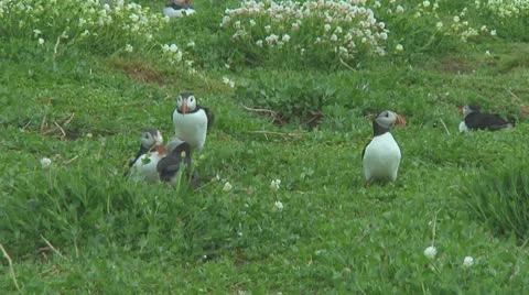 Group of puffins Stock Footage 10769230