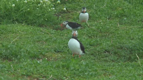 Group of puffins Stock Footage 10769253