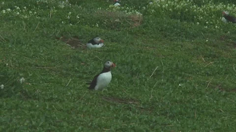 Group of puffins Stock Footage 10769269