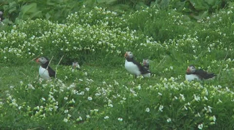 Group of puffins Stock Footage 10769315