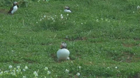 Group of puffins Stock Footage 10769362