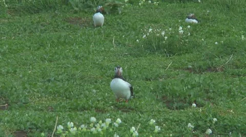 Group of puffins Stock Footage 10769382