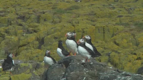 Group of puffins Stock Footage 10769403