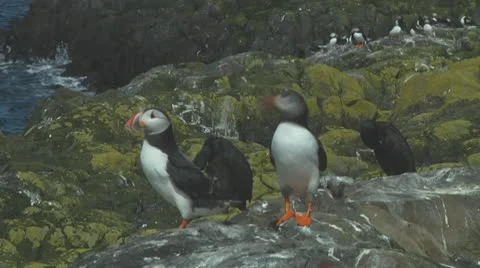 Group of puffins Stock Footage 10769454