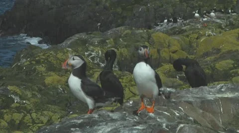 Group of puffins Stock Footage 10769486