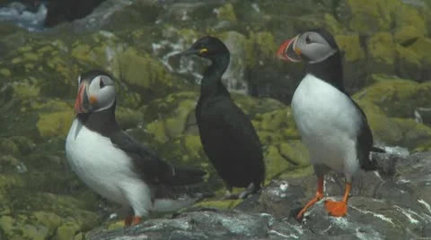 Group of puffins Stock Footage 10769505