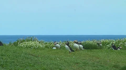 Group of puffins Stock Footage 10769596