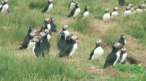 Group of puffins Video stock 25852236