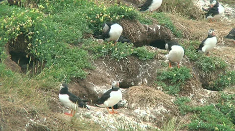 Group of puffins Stock Footage 25853628
