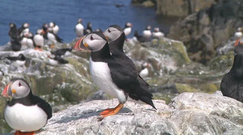 Group of puffins Video stock 25911659