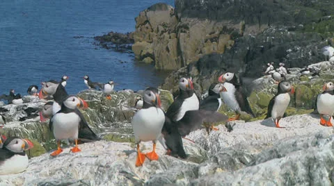 Group of puffins Stock Footage 25912498