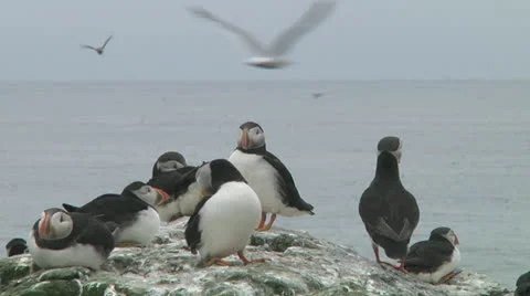 Group of puffins Stock Footage 25967652