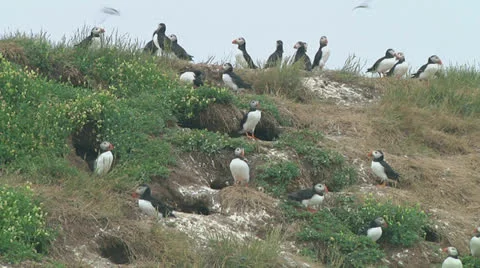 Group of puffins Stock Footage 25990793