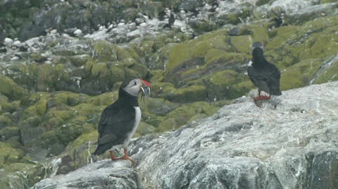 Group of puffins Stock Footage 26048156