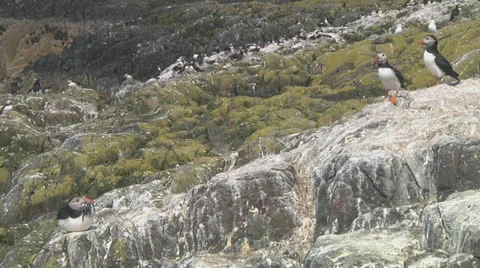 Group of puffins Stock Footage 26050355