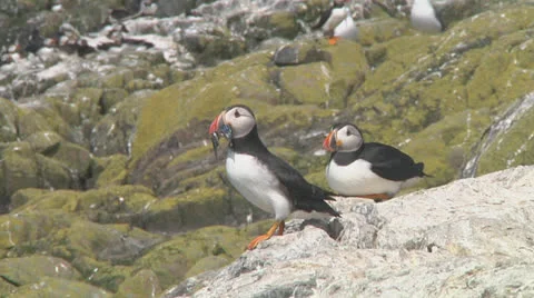 Group of puffins Stock Footage 26050662