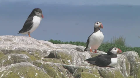 Group of puffins Stock Footage 26050900