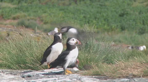 Group of puffins Stock Footage 26059144