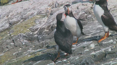 Group of puffins Stock Footage 26059312