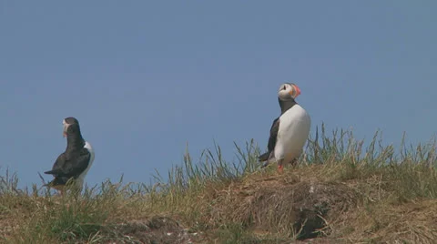Group of puffins Stock Footage 26059599
