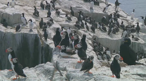 Group of puffins Stock Footage 26059790
