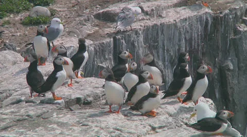 Group of puffins Stock Footage 26059838