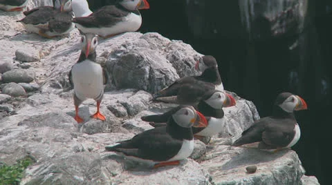 Group of puffins Video stock 26059891