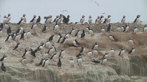 Group of puffins Stock Footage 26060328
