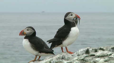 Group of puffins Stock Footage 26061793