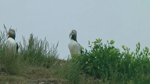 Group of puffins Stock Footage 26062491