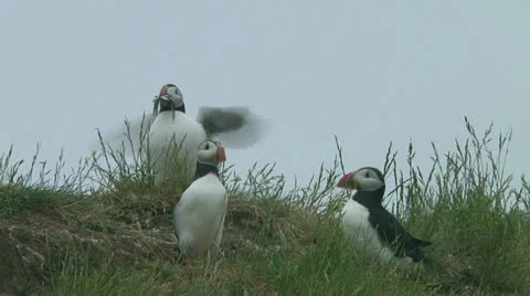 Group of puffins Stock Footage 26062520