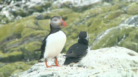 Group of puffins Stock Footage 26064434