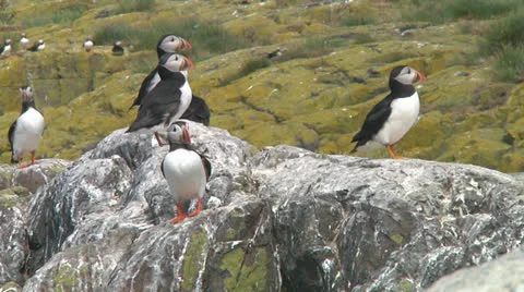 Group of puffins Stock Footage 26066495