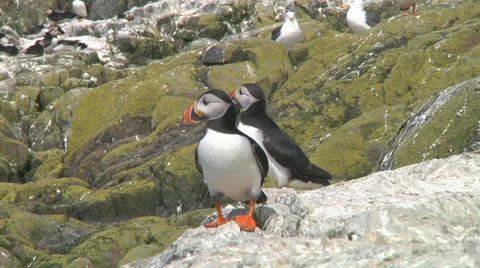 Group of puffins Stock Footage 26066866