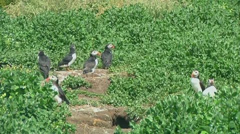 Group of puffins Stock Footage 26068034